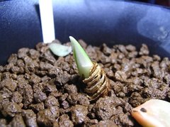 pancratium sickenbergeri