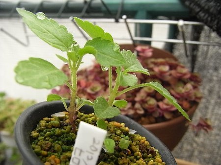 Plectranthus hereroensis