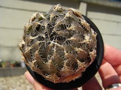 大型ボルシー×セミビバ