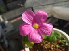 Oxalis bowiei 