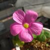 Oxalis bowiei 