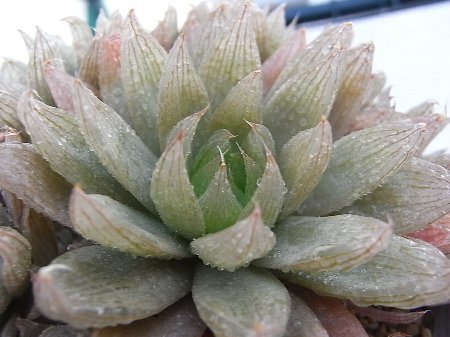 Haworthia cooperi var.isabellae JDV93/84