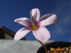 Oxalis engleriana