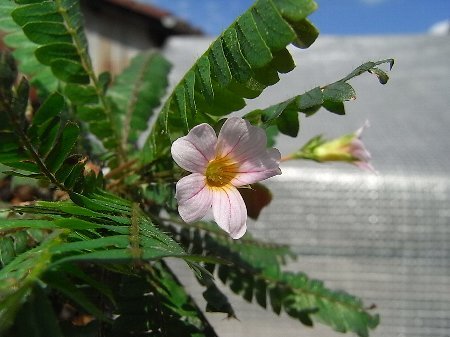 Biophytum sensitirum