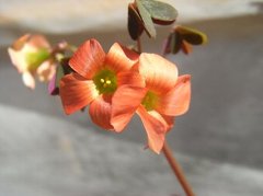 Oxalis stenorrhyncha