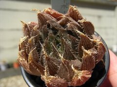 ミラーボール×ボルシー