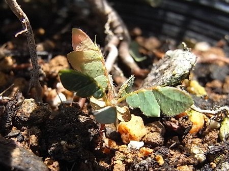 Biophytum