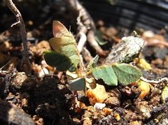 Biophytum