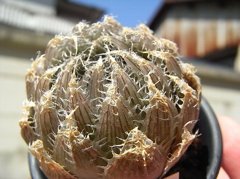 大型ボルシー×セミビバ