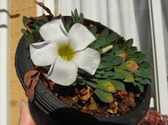 Oxalis haworthioides