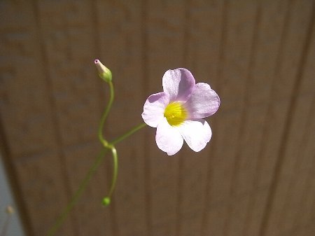 オキザリス（仮