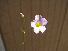 オキザリス（仮