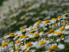 白色の花