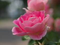 ピンク色の花