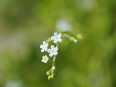 空色の花