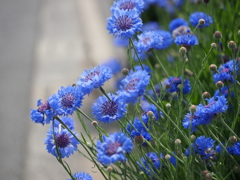青い花