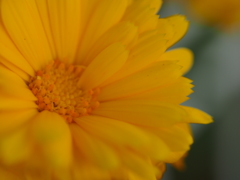 オレンジ色の花