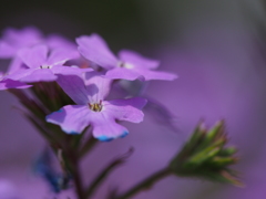 紫色の花