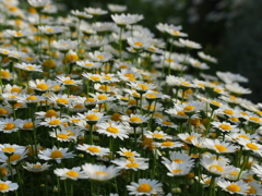 白色の花