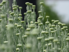 にょきにょき草