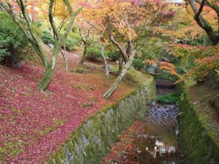 京都東福寺紅葉