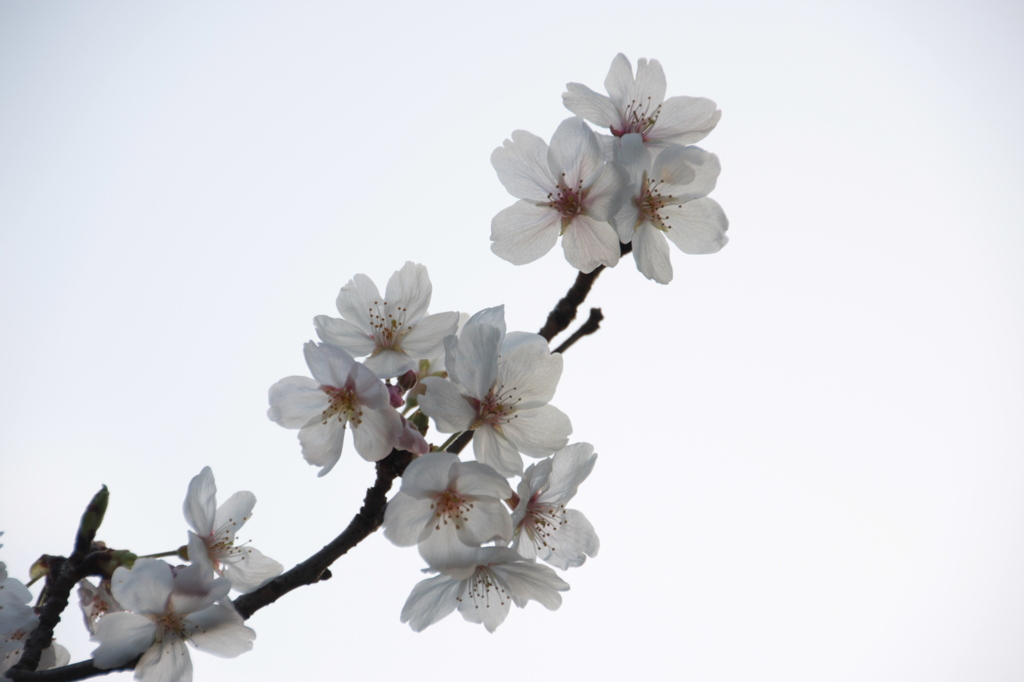 sakura