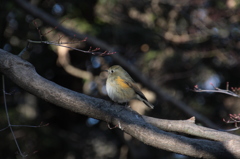 ルリビタキ♀