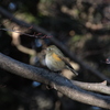 ルリビタキ♀