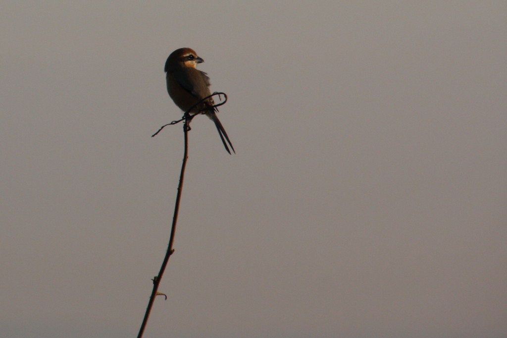 夕日を浴びるモズ