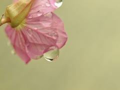 雫