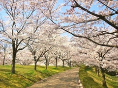お花見日和