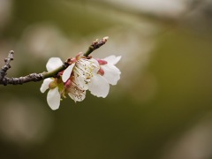 月ヶ瀬梅林にて