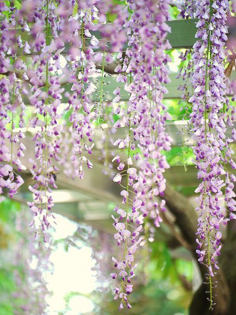 藤の花　1