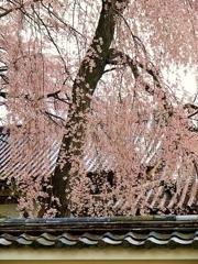 醍醐寺にて