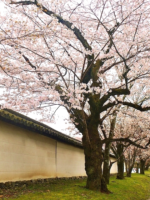 醍醐寺にて