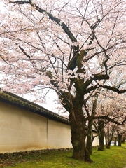 醍醐寺にて