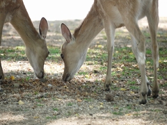 奈良公園の鹿さん♪