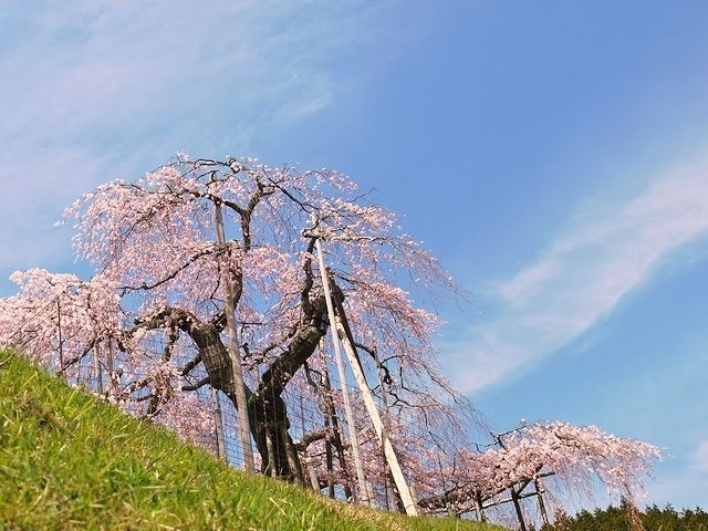 信楽　畑の枝垂桜