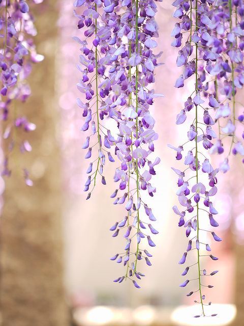 藤の花　3