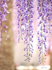 藤の花　3