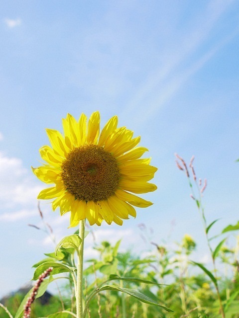 暑中お見舞い申し上げます。