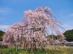 信楽　畑の枝垂桜