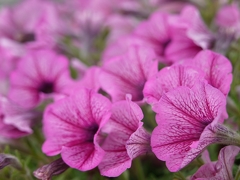 花脈