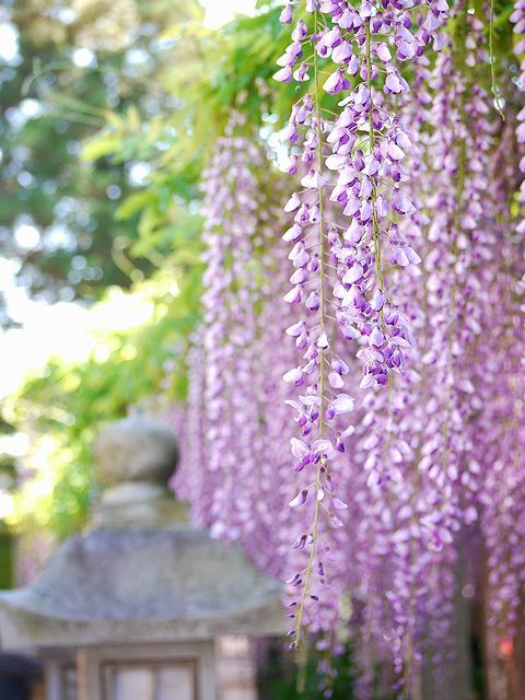 藤の花 4
