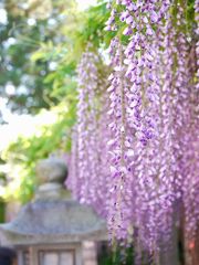 藤の花 4