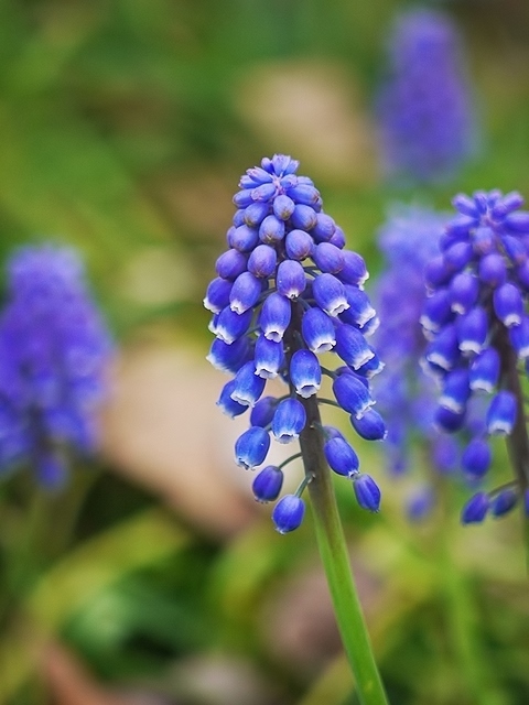 京都府立植物園にて