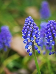 京都府立植物園にて
