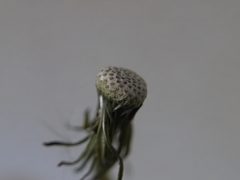 はげ坊主