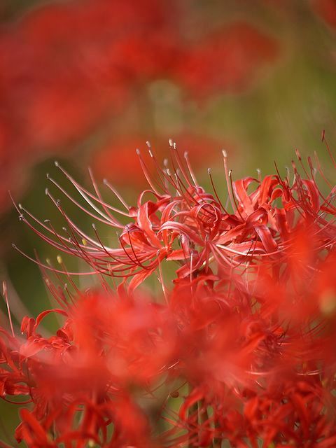 彼岸花