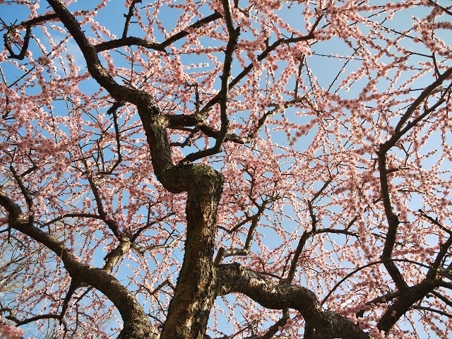 月ヶ瀬梅林にて